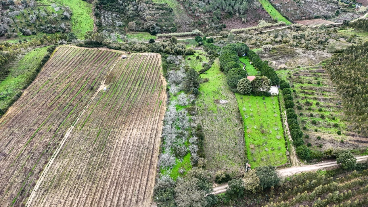 Terreno para Venda em Ribafria e Pereiro de Palhacana Foto 3