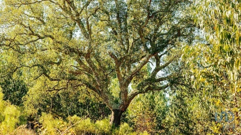 Terreno para Venda em Marmeleira e Assentiz