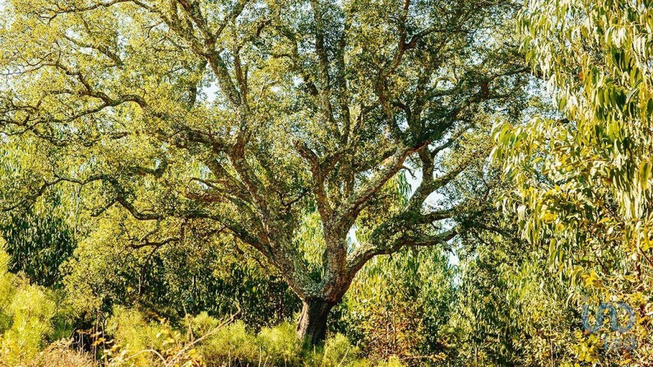 Terreno para Venda em Marmeleira e Assentiz Foto 1