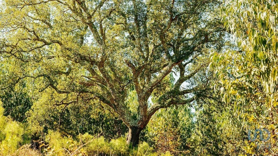 Terreno para Venda em Marmeleira e Assentiz Foto 1