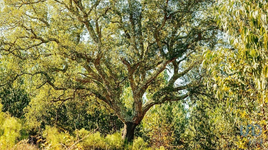 Terreno para Venda em Marmeleira e Assentiz