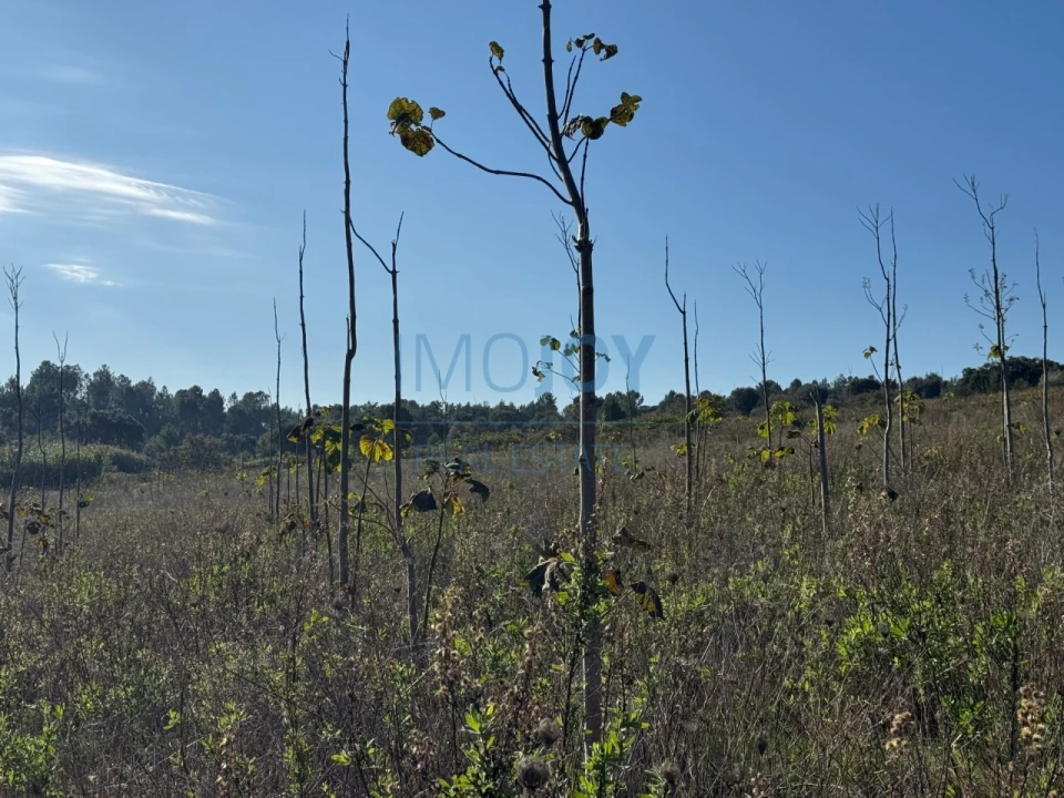 Terreno Agricola ou Rústico para Venda em Abrigada e Cabanas de Torres Foto 10