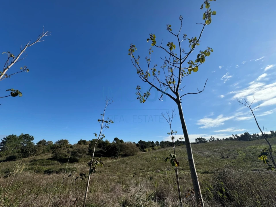 Terreno Agricola ou Rústico para Venda em Abrigada e Cabanas de Torres Foto 22