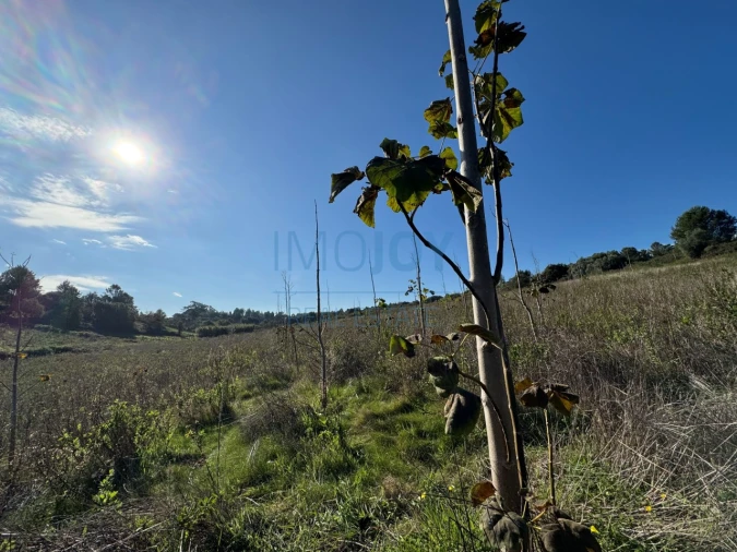 Terreno Agricola ou Rústico para Venda em Abrigada e Cabanas de Torres Foto 7