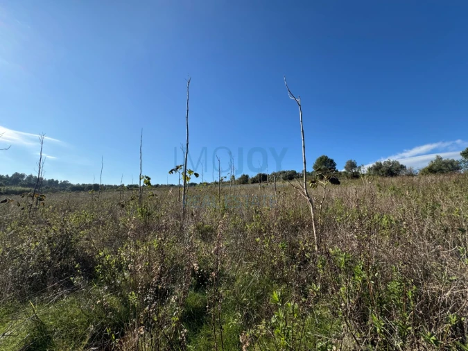 Terreno Agricola ou Rústico para Venda em Abrigada e Cabanas de Torres Foto 9