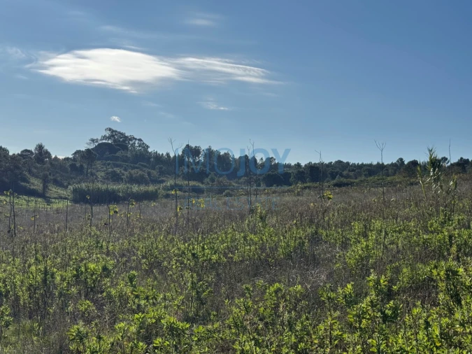 Terreno Agricola ou Rústico para Venda em Abrigada e Cabanas de Torres Foto 27
