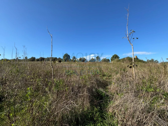 Terreno Agricola ou Rústico para Venda em Abrigada e Cabanas de Torres Foto 29