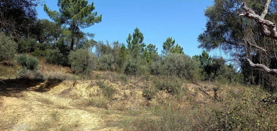 Terreno para Venda em Melides