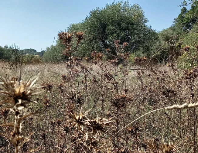 Terreno para Venda em Melides Foto 4