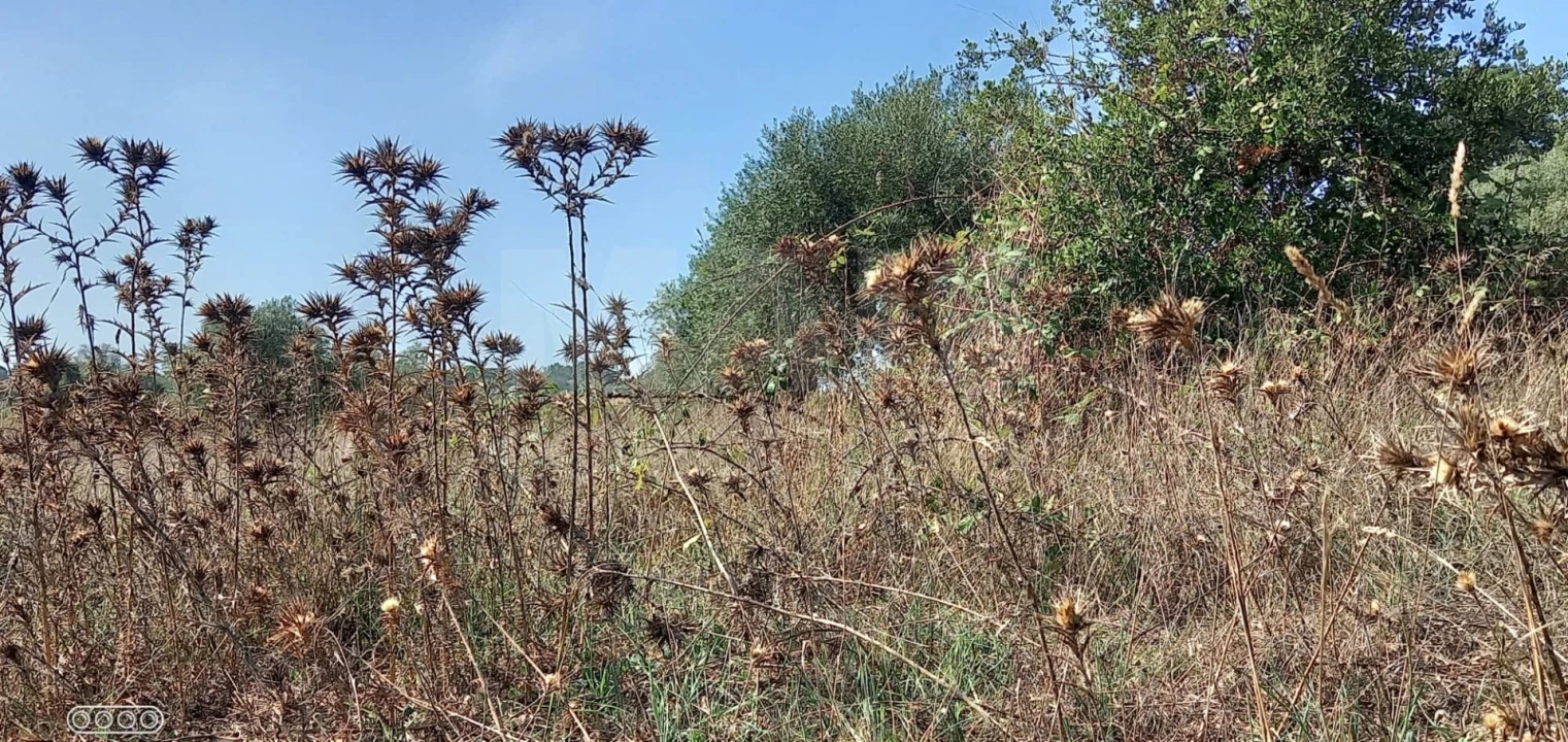 Terreno para Venda em Melides Foto 5