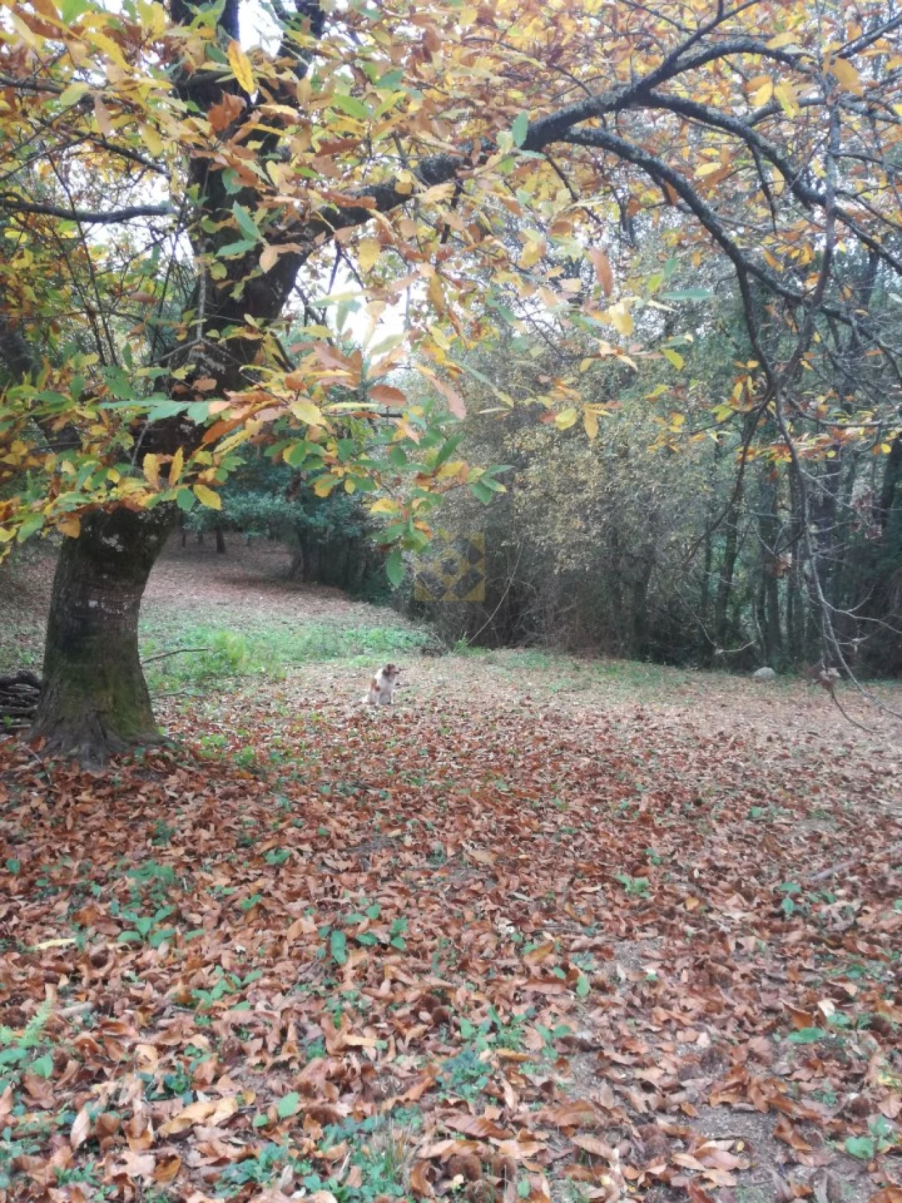 Quinta T3 para Venda em Ribeira do Neiva Foto 37