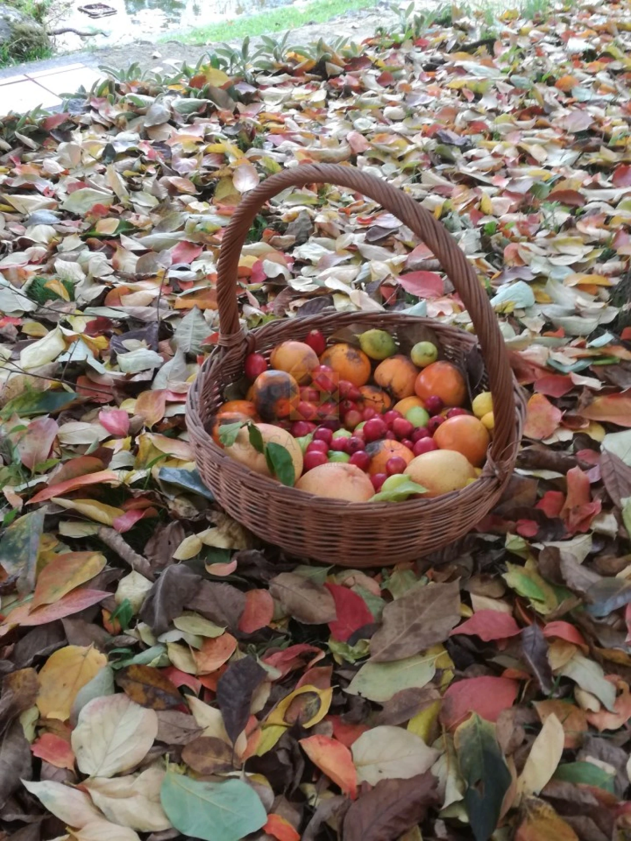 Quinta T3 para Venda em Ribeira do Neiva Foto 38