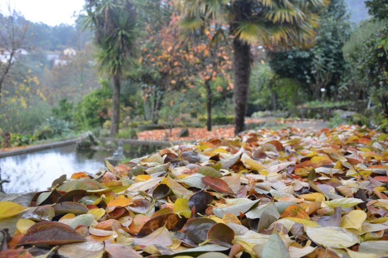 Quinta T3 para Venda em Ribeira do Neiva Foto 23
