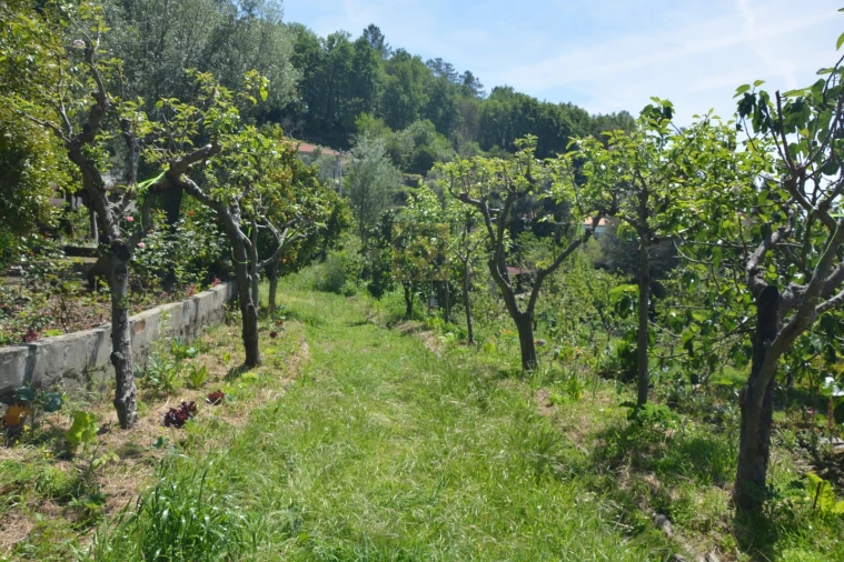 Quinta T3 para Venda em Ribeira do Neiva Foto 31