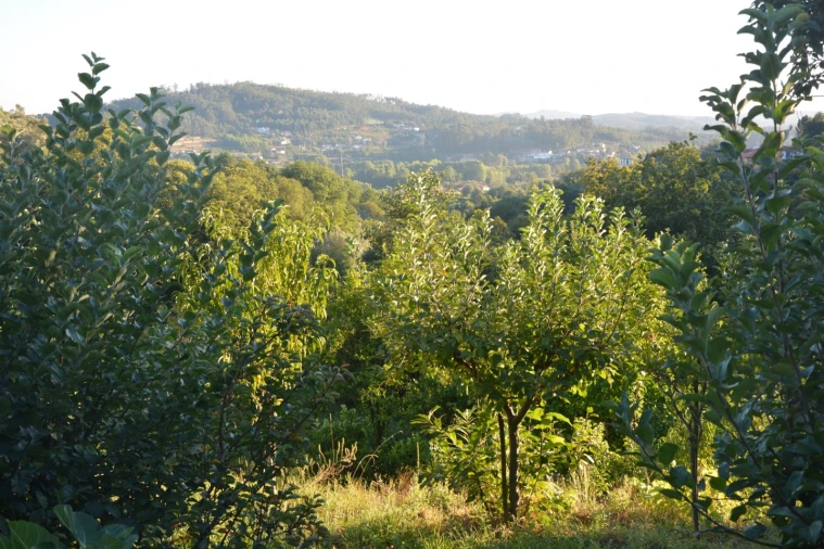Quinta T3 para Venda em Ribeira do Neiva Foto 34