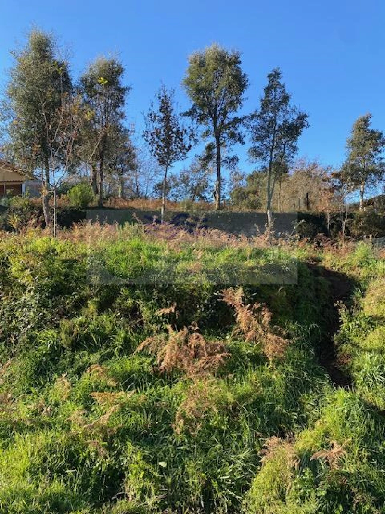 Terreno para Venda em Cedrim e Paradela Foto 9