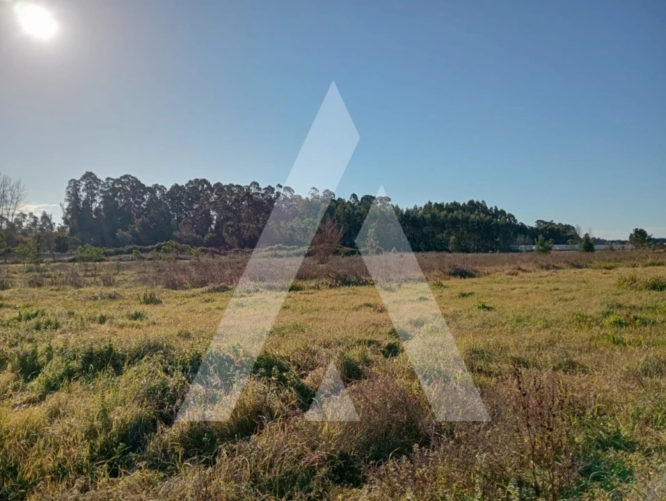 Terreno para Venda em Calvão Foto 6