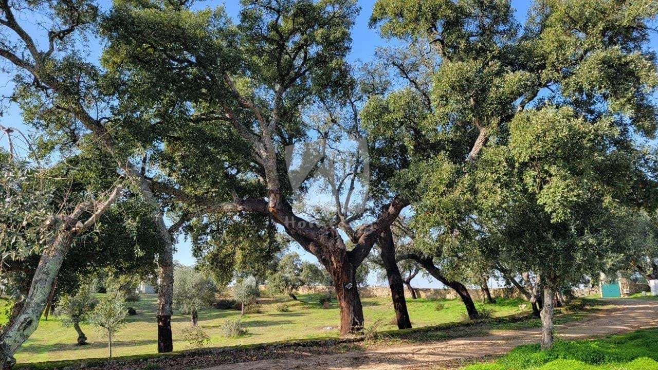 Quinta T3 para Venda em Castelo Branco Foto 32