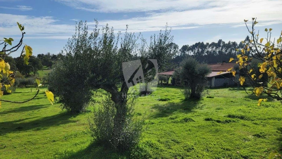 Quinta T3 para Venda em Castelo Branco Foto 54