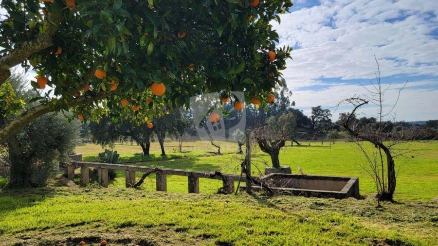 Quinta T3 para Venda em Castelo Branco Foto 3