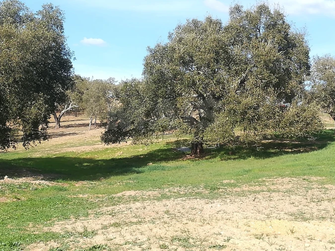 Quinta para Venda em Santiago do Cacém, Santa Cruz e São Bartolomeu da Serra Foto 10