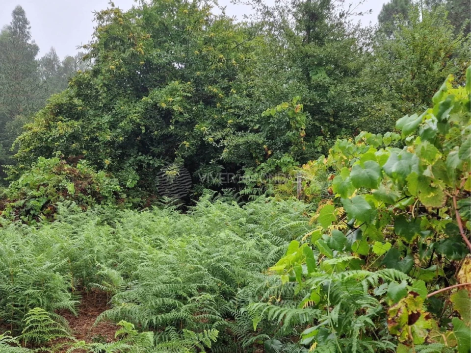 Quinta T2 para Venda em Cernache do Bonjardim, Nesperal e Palhais Foto 6