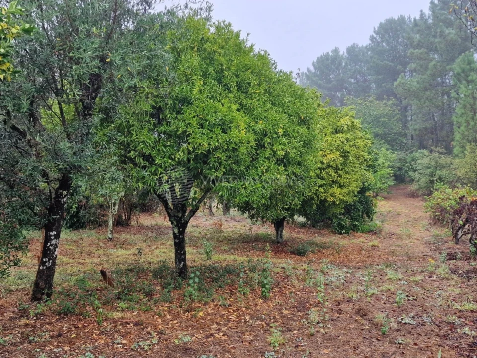 Quinta T2 para Venda em Cernache do Bonjardim, Nesperal e Palhais Foto 9