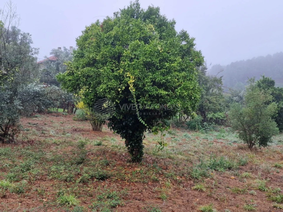 Quinta T2 para Venda em Cernache do Bonjardim, Nesperal e Palhais Foto 10