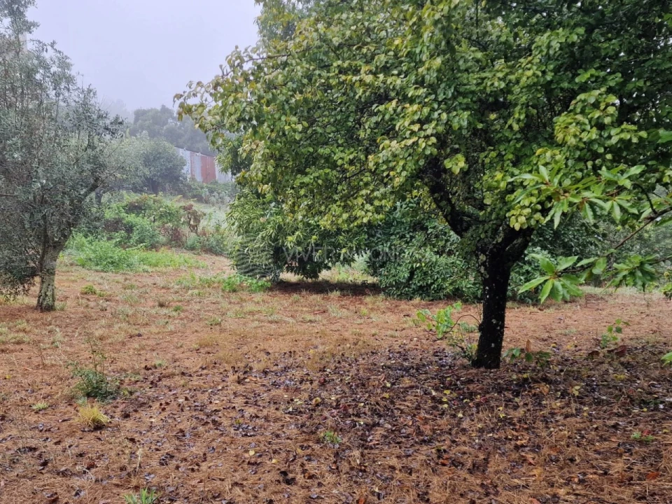 Quinta T2 para Venda em Cernache do Bonjardim, Nesperal e Palhais Foto 11
