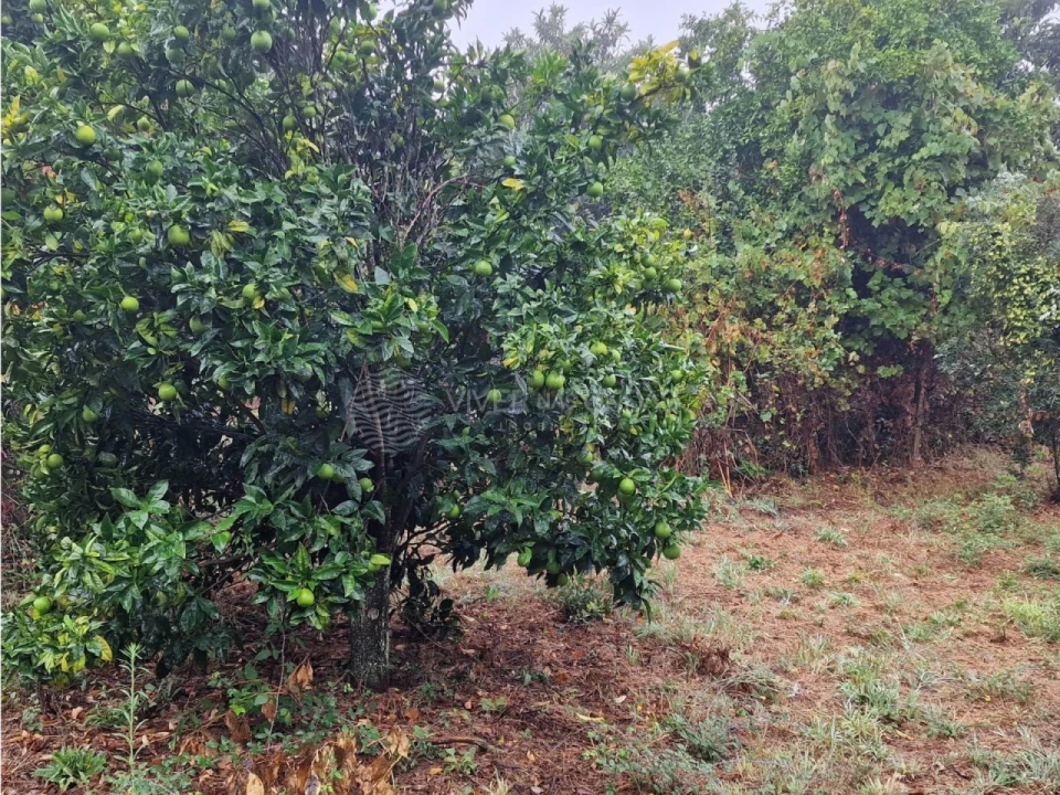 Quinta T2 para Venda em Cernache do Bonjardim, Nesperal e Palhais Foto 13