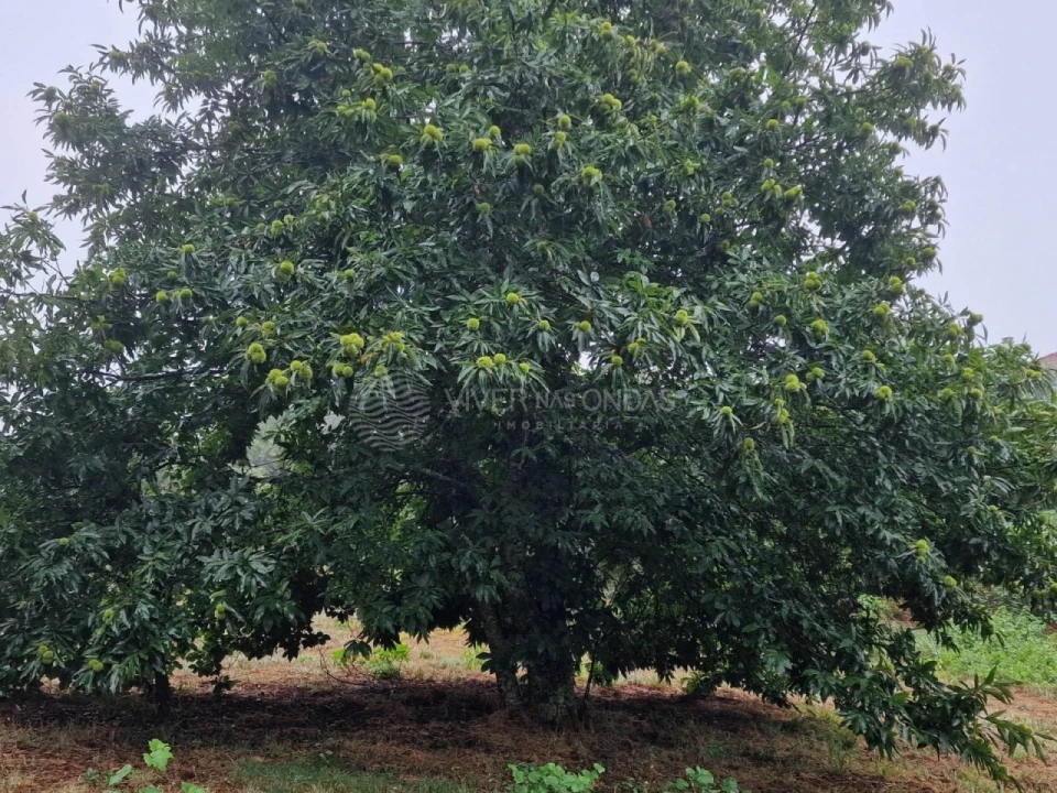 Quinta T2 para Venda em Cernache do Bonjardim, Nesperal e Palhais Foto 15