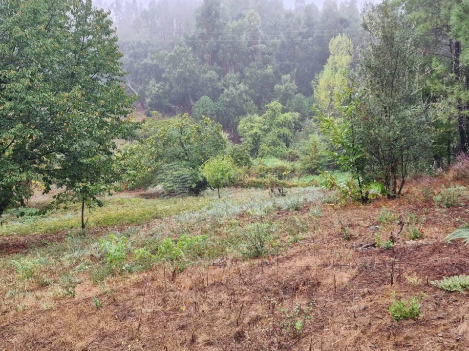 Quinta T2 para Venda em Cernache do Bonjardim, Nesperal e Palhais Foto 16