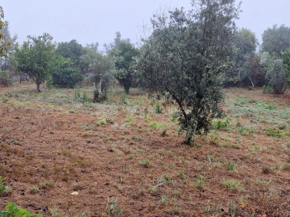 Quinta T2 para Venda em Cernache do Bonjardim, Nesperal e Palhais Foto 17