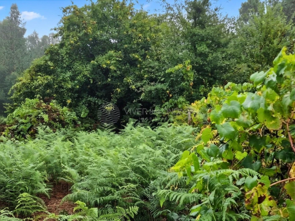 Quinta T2 para Venda em Cernache do Bonjardim, Nesperal e Palhais Foto 15