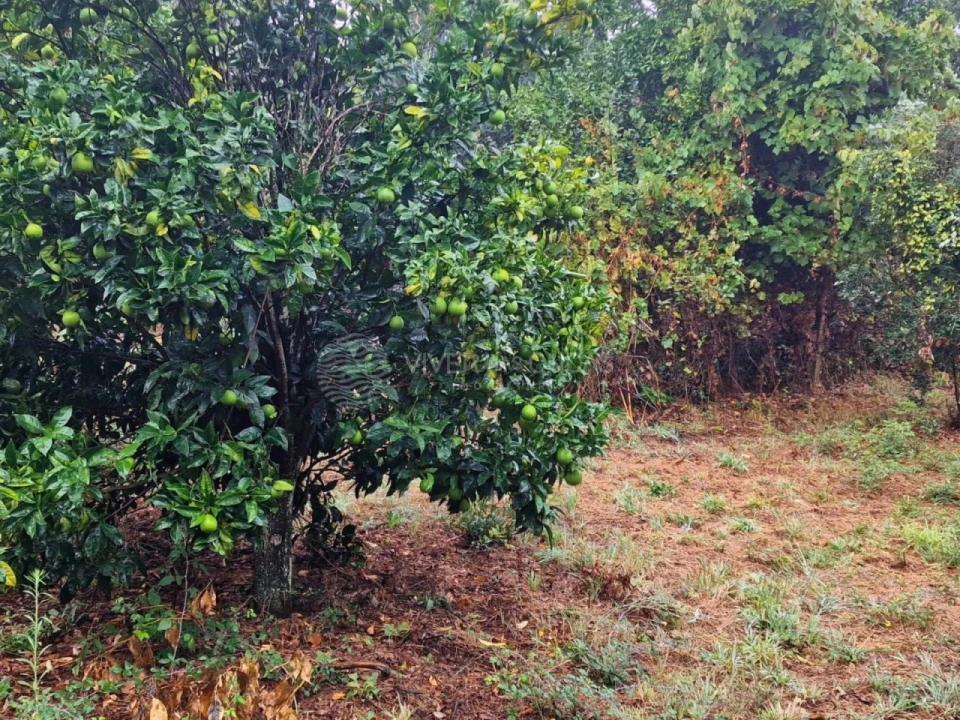 Quinta T2 para Venda em Cernache do Bonjardim, Nesperal e Palhais Foto 18