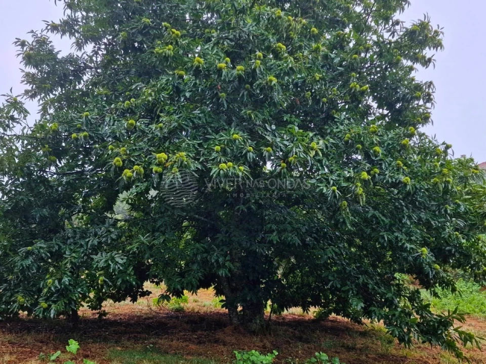 Quinta T2 para Venda em Cernache do Bonjardim, Nesperal e Palhais Foto 20