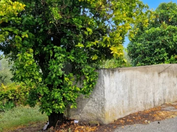 Quinta T2 para Venda em Cernache do Bonjardim, Nesperal e Palhais