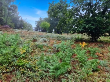 Quinta T2 para Venda em Cernache do Bonjardim, Nesperal e Palhais