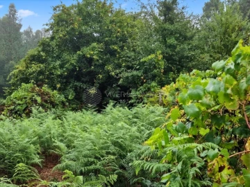 Quinta T2 para Venda em Cernache do Bonjardim, Nesperal e Palhais