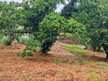 Quinta T2 para Venda em Cernache do Bonjardim, Nesperal e Palhais