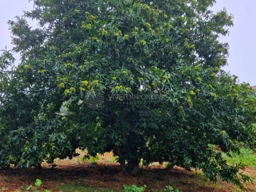 Quinta T2 para Venda em Cernache do Bonjardim, Nesperal e Palhais