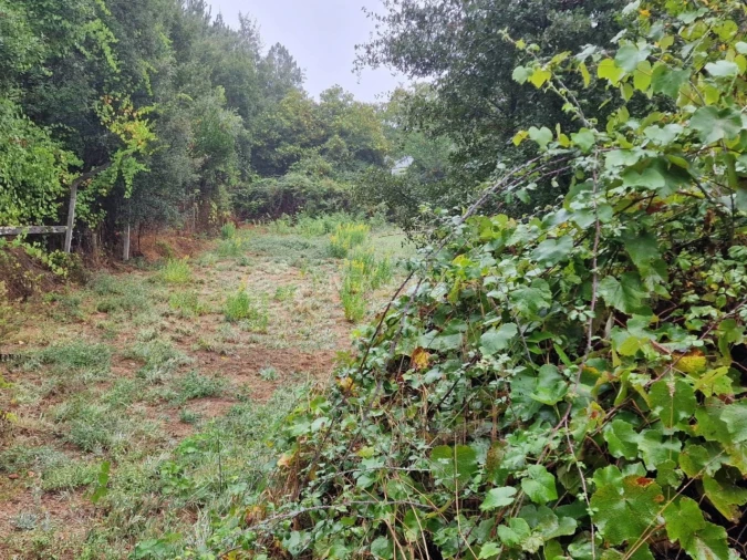 Quinta T2 para Venda em Cernache do Bonjardim, Nesperal e Palhais Foto 3