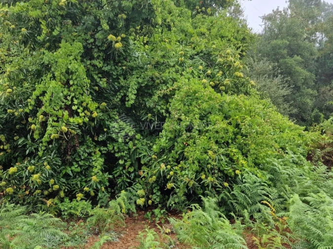 Quinta T2 para Venda em Cernache do Bonjardim, Nesperal e Palhais Foto 5