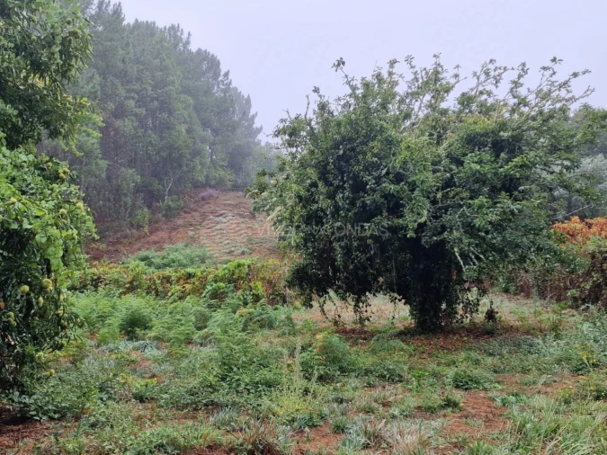 Quinta T2 para Venda em Cernache do Bonjardim, Nesperal e Palhais Foto 7