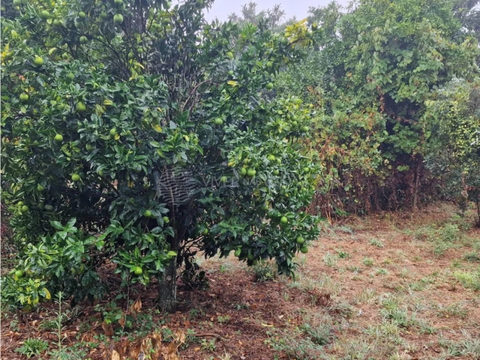 Quinta T2 para Venda em Cernache do Bonjardim, Nesperal e Palhais Foto 13