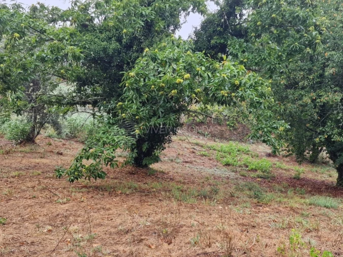 Quinta T2 para Venda em Cernache do Bonjardim, Nesperal e Palhais Foto 14