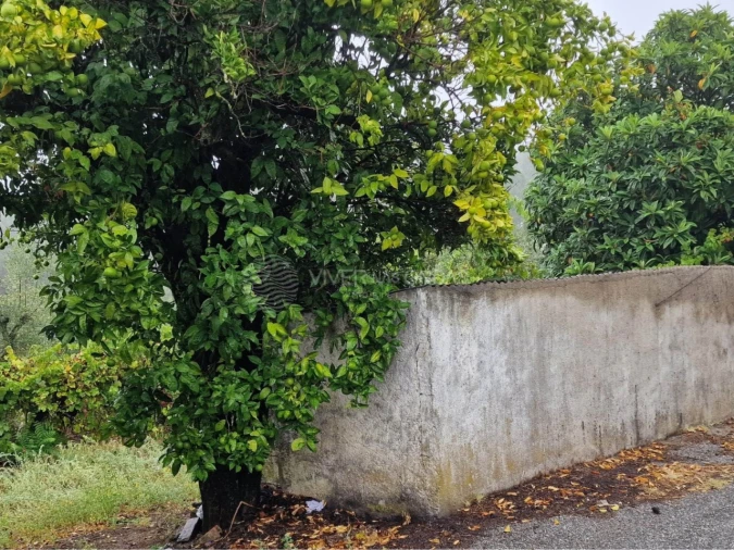 Quinta T2 para Venda em Cernache do Bonjardim, Nesperal e Palhais Foto 21