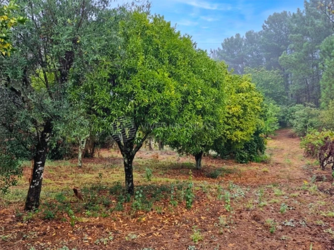 Quinta T2 para Venda em Cernache do Bonjardim, Nesperal e Palhais Foto 12