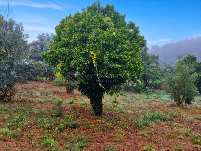 Quinta T2 para Venda em Cernache do Bonjardim, Nesperal e Palhais Foto 17
