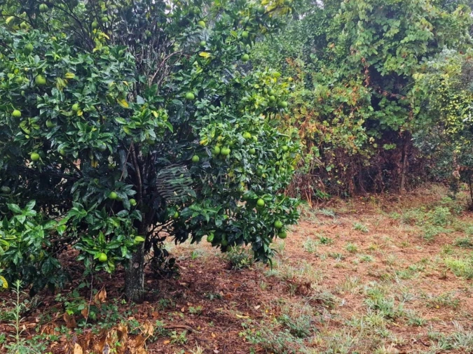 Quinta T2 para Venda em Cernache do Bonjardim, Nesperal e Palhais Foto 18